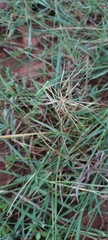 Eleusininae