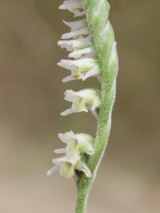Spiranthes vernalis