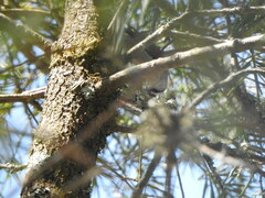 Cranioleuca pyrrhophia