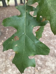 Quercus shumardii