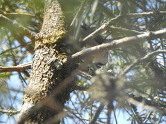 Cranioleuca pyrrhophia