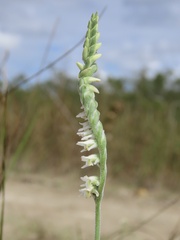 Spiranthes vernalis