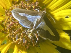 Diaphania