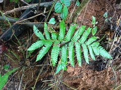 Steiropteris deltoidea