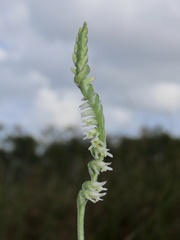 Spiranthes vernalis