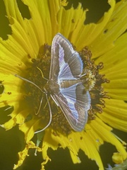 Diaphania