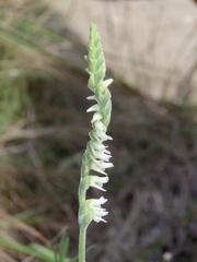 Spiranthes vernalis
