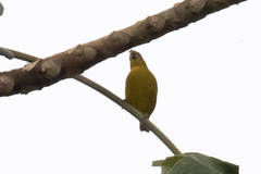 Euphonia