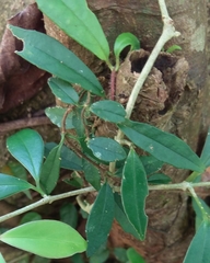 Hydrangea viburnoides