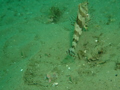 Oxylebius pictus