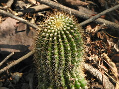 Trichocereus schickendantzii
