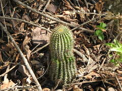 Trichocereus schickendantzii