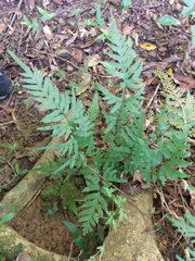 Pteris semipinnata