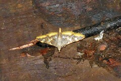 Prophantis adusta