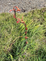 Watsonia meriana