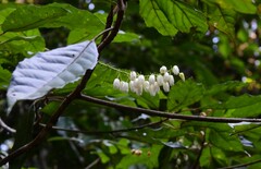Elaeocarpus grahamii