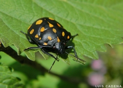 Pachycoris klugii