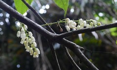 Elaeocarpus grahamii