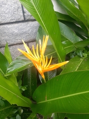 Heliconia psittacorum