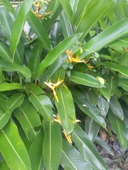 Heliconia psittacorum