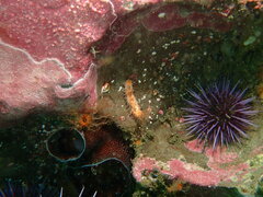 Pachythyone rubra