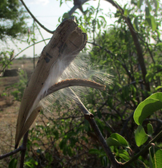 Cryptostegia grandiflora