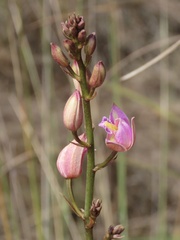 Bletia purpurea