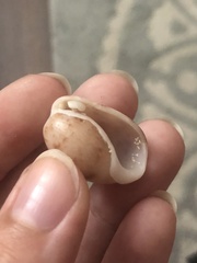 Bulla occidentalis