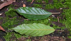 Elaeocarpus grahamii