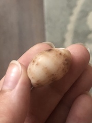 Bulla occidentalis