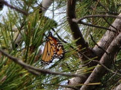 Danaus plexippus plexippus
