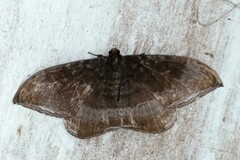 Cyclidia orciferaria