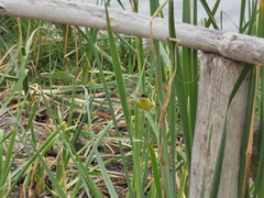 Tachuris rubrigastra