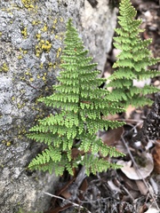 Myriopteris clevelandii