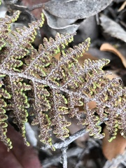 Myriopteris clevelandii