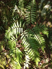 Gymnosphaera podophylla