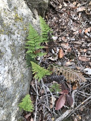 Myriopteris clevelandii