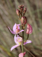 Bletia purpurea