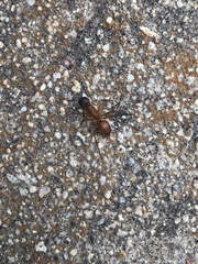 Camponotus sansabeanus