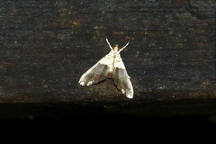 Agrotera basinotata