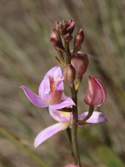 Bletia purpurea