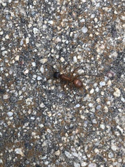 Camponotus sansabeanus