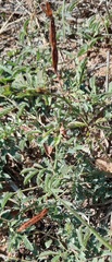 Desmanthus velutinus