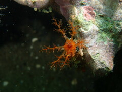 Pachythyone rubra