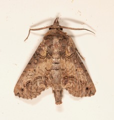 Paectes abrostoloides