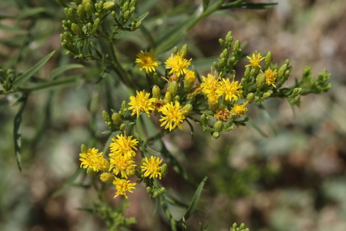 iNaturalist observation photo of western goldenrod