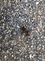 Camponotus sansabeanus