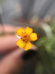 Tagetes moorei