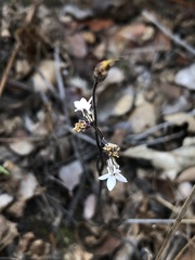 Jepsonia parryi