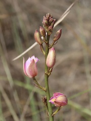 Bletia purpurea
